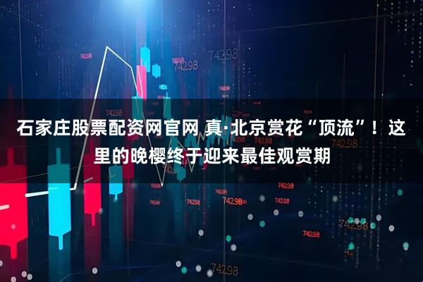 石家庄股票配资网官网 真·北京赏花“顶流”！这里的晚樱终于迎来最佳观赏期